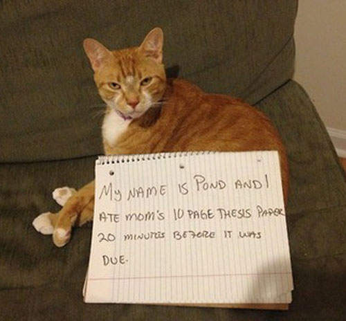 貓咪做錯事 而且牠們一點都沒有要反省的意思ᵔᴥᵔ 貓咪做錯事 而且牠們一點都沒有要反省的意思ᵔᴥᵔ