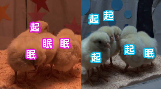 超可愛動物睡顏實驗 櫻花色光源好好眠♥ 超可愛動物睡顏實驗 櫻花色光源好好眠♥