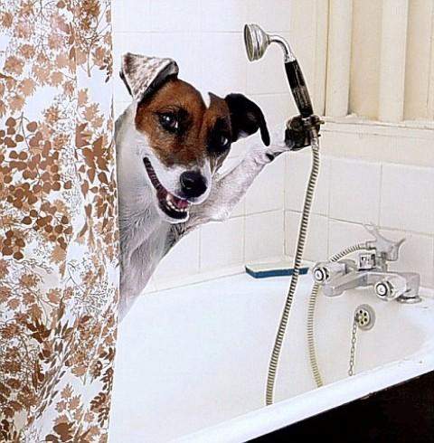 當你不在家的時候 寵物們都在幹嘛呢?(´◉㉨◉) 當你不在家的時候 寵物們都在幹嘛呢?(´◉㉨◉)