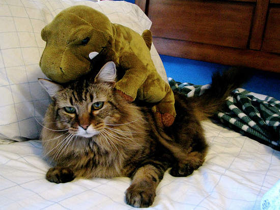 貓咪與恐龍的十回合大戰