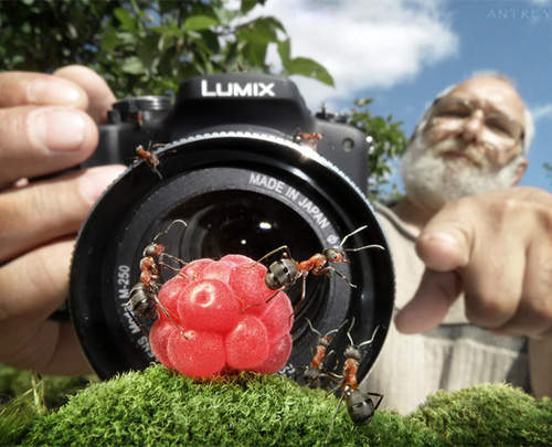 螞蟻本尊拍出的《超可愛螞蟻生活》♥