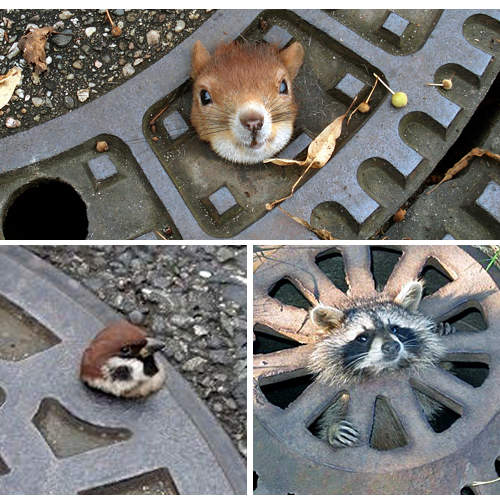 《動物界人孔蓋三兄弟》到底是有多愛卡人孔蓋啦 >ｪ<