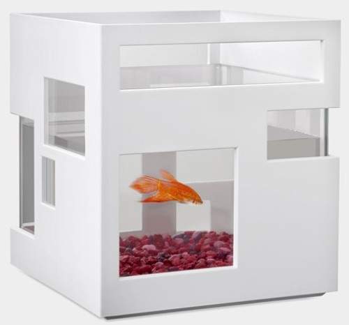 《HOTEL魚缸》小魚也有享受的權利啦~ 《HOTEL魚缸》小魚也有享受的權利啦~