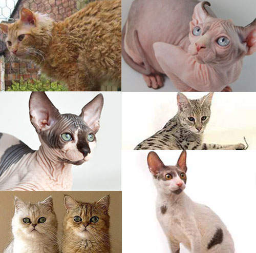 《超有型貓品種》就是長得跟別貓不一樣～ΦωΦ