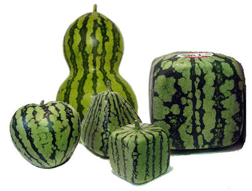 《變形西瓜》西瓜也好忙～忙著變形！