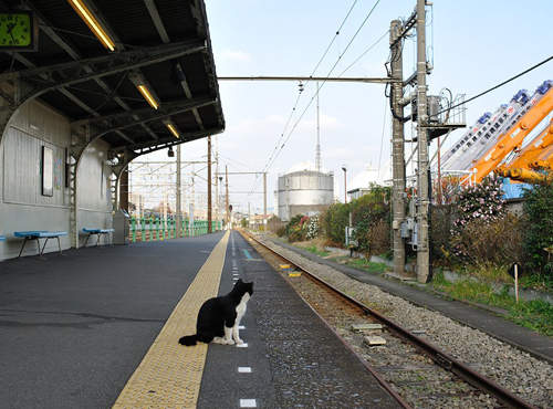 《等車貓》貓的~你等的車來了嗎?! 《等車貓》貓的~你等的車來了嗎?!