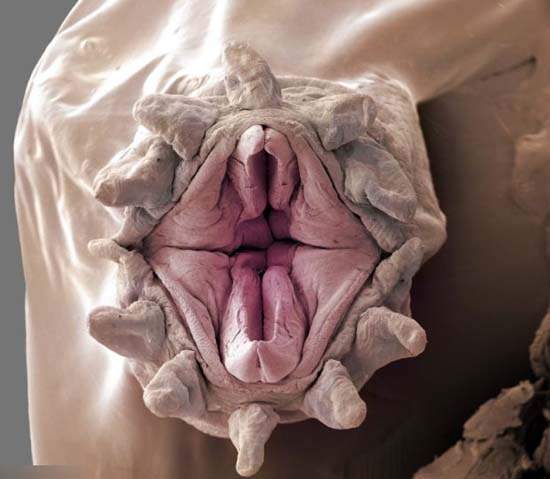 深海怪物!多毛類跟你親親你願意嗎? 深海怪物!多毛類跟你親親你願意嗎?