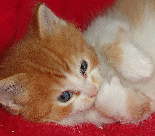 吃手指的可愛動物們～我吃我吃我吃吃吃...