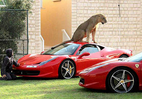 當萬獸之王遇上法拉利~杜拜真是個神奇的國度...www 當萬獸之王遇上法拉利~杜拜真是個神奇的國度...www