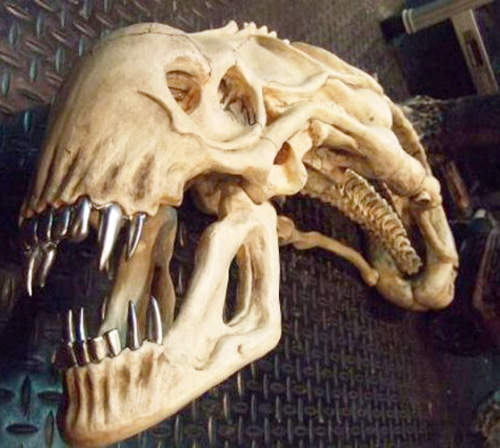 異型頭骨拍賣 入手可以但千萬別被家中狗狗看到... 異型頭骨拍賣 入手可以但千萬別被家中狗狗看到...