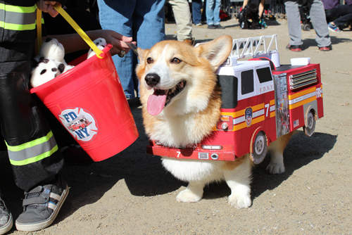 狗狗也要過萬聖節 眾狗友們變裝啦~