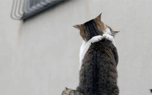 《貓的親親》啾一個 要相親相愛喔~