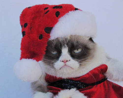 《脾氣暴躁貓》的美妙聖誕假期...!? 《脾氣暴躁貓》的美妙聖誕假期...!?