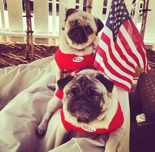 《寵物投票》去~誰說只有人才能投票? 《寵物投票》去~誰說只有人才能投票?