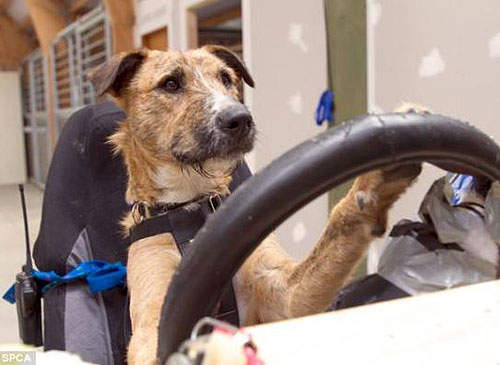 紐西蘭《狗狗學開車》千萬別自己開出門流浪喔～(誤)