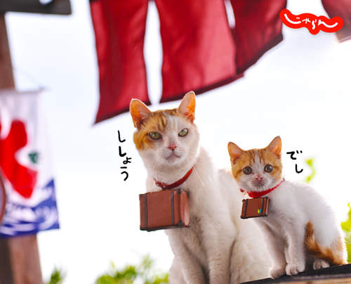 喵蘭(にゃらん)超人氣最佳伴遊貓!~NYA ~ 喵蘭(にゃらん)超人氣最佳伴遊貓!~NYA ~