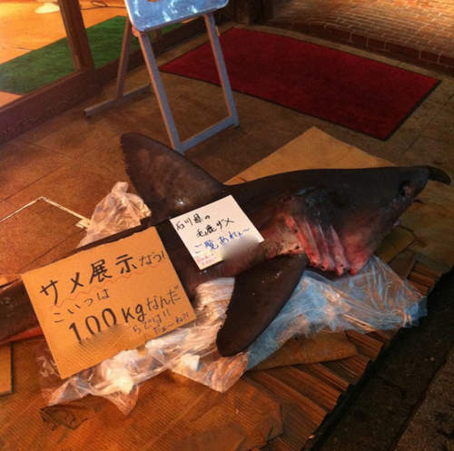 Twitter也可以破案!《鯊魚屍體遺棄事件》的真相只有一個!! Twitter也可以破案!《鯊魚屍體遺棄事件》的真相只有一個!!