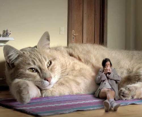 驚!!!正常貓貓30倍大的喵吉拉出沒!? 驚!!!正常貓貓30倍大的喵吉拉出沒!?