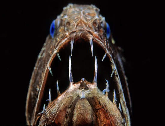 驚悚《深海生物》簡直就是想像中的怪物～