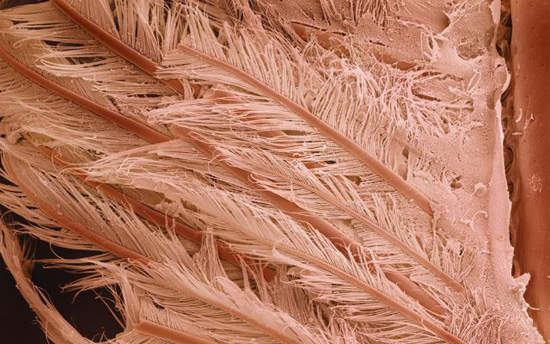 顯微鏡下放超大的食物～