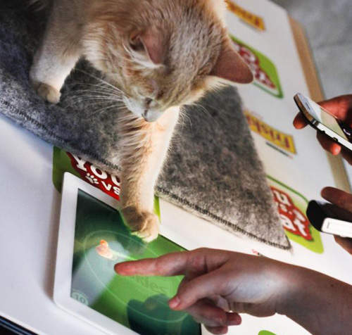 【貓奴 VS 貓主人】App 跟你家貓主人ᵔᴥᵔ一起玩個遊戲吧!喵~ 【貓奴 VS 貓主人】App 跟你家貓主人ᵔᴥᵔ一起玩個遊戲吧!喵~