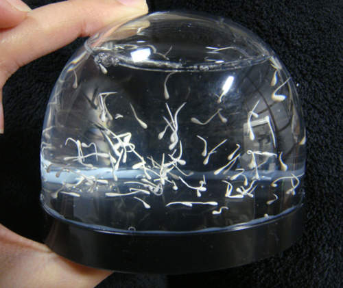《精子水晶球》～再現健康游泳的精子...