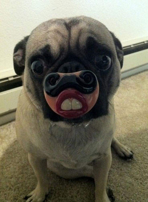 超有耐心的狗狗！對他們是種折磨(′‧ω‧‵)