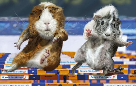 《天竺鼠奧運會》為了金牌他們也很努力！