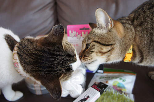 《貓咪磨鼻子》超有愛的♥ (￣ω￣) ♥