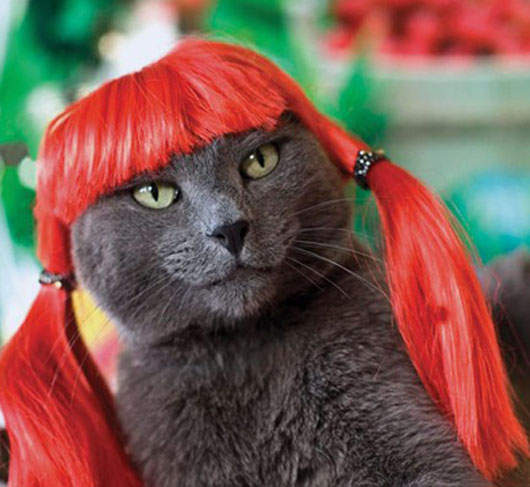 《貓咪假髮》時尚又可愛~喵❤  《貓咪假髮》時尚又可愛~喵❤