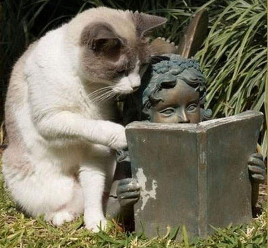 認真學習的動物們~連看到睡著這點都跟人類一樣 認真學習的動物們~連看到睡著這點都跟人類一樣