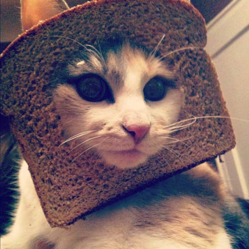 《吐司貓寫真》快去上傳你家的「行動三明治」喵~! 《吐司貓寫真》快去上傳你家的「行動三明治」喵~!