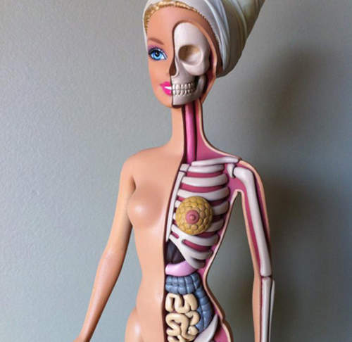 《芭比解剖模型》這逼真的獵奇感好棒www 《芭比解剖模型》這逼真的獵奇感好棒www