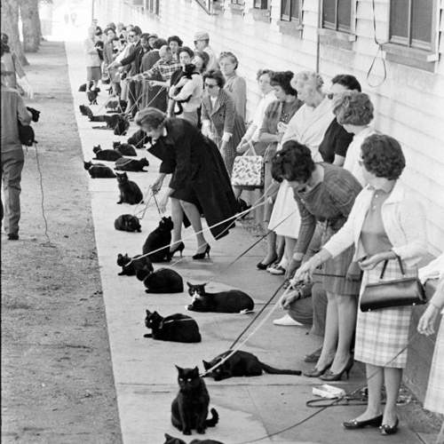 60年代的《黑貓選美》黑喵喵一片還是要分出勝負! 60年代的《黑貓選美》黑喵喵一片還是要分出勝負!