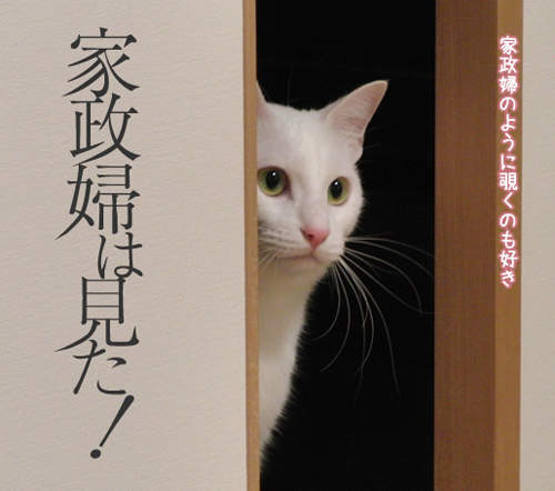 貓版《家政婦女王》　主人～我是你的家政喵♥