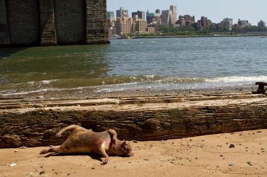 人人都愛陰謀論!紐約海岸上的怪物到底是? 人人都愛陰謀論!紐約海岸上的怪物到底是?