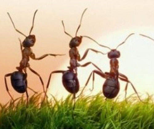 螞蟻地下王國 地底下奇妙的生態都市 螞蟻地下王國 地底下奇妙的生態都市