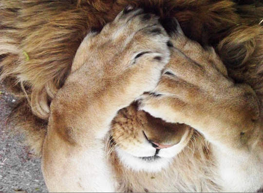 動物也會羞羞臉 嗯～討厭=艸=(遮)