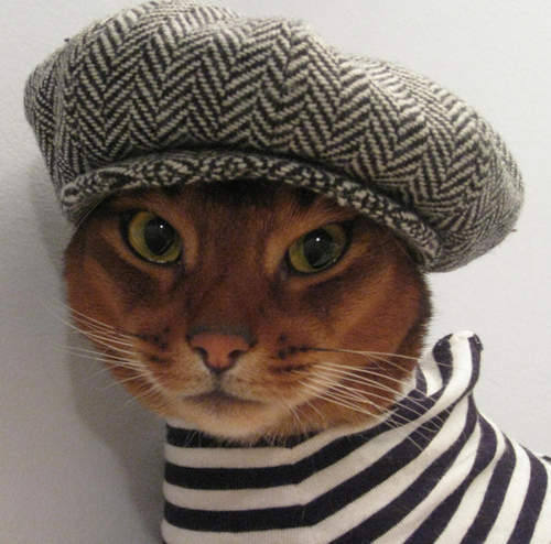 帥氣《網拍貓麻豆》 喵的穿搭就看牠來示範吧♥ 帥氣《網拍貓麻豆》 喵的穿搭就看牠來示範吧♥