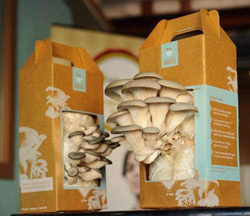 「Mushroom Kit」這才叫本格的自己種香菇! 「Mushroom Kit」這才叫本格的自己種香菇!