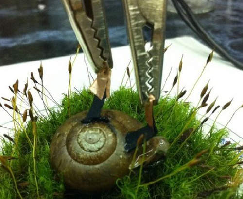 活體蝸牛電池  以後手機放在殼上就可當旅充(誤) 活體蝸牛電池  以後手機放在殼上就可當旅充(誤)