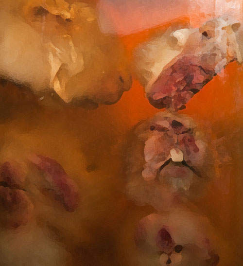 福馬林與標本 布魯塞爾的廢棄獸醫學校