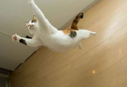 《跳跳貓》貓的~我跳我跳我跳跳跳(=ω=) 《跳跳貓》貓的~我跳我跳我跳跳跳(=ω=)