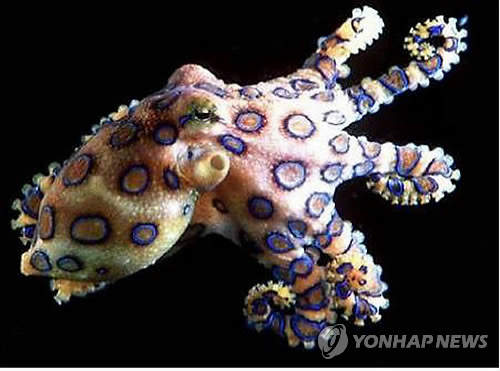 劇毒《藍環章魚》竟然出現在濟州島 難道牠也要去找少女時代?(誤) 劇毒《藍環章魚》竟然出現在濟州島 難道牠也要去找少女時代?(誤)