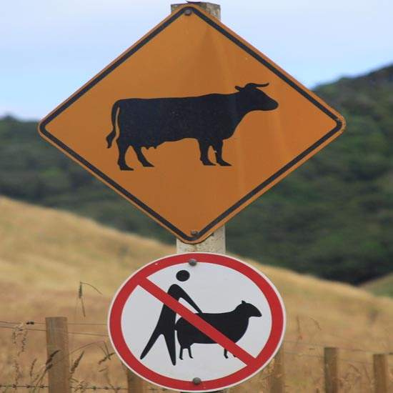 爆笑標示牌 小心你的車子下有企鵝！