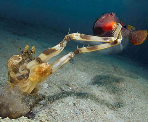 蝦蛄(撒尿蝦) 除了好吃外~牠還是武闘派甲殻類殺手喔