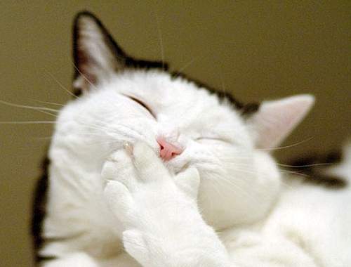 愛貓人的 10 大性格～喵～