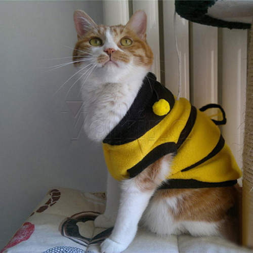 《蜜蜂貓》出沒！？是要嗡嗡叫～還是喵喵叫呢？？？