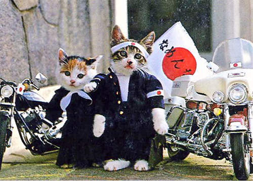 《不良貓》愛羅武勇♥夜露死苦～～！暴走登場！