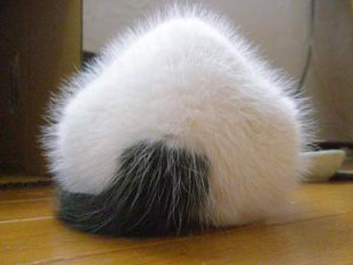 《貓飯團》～餓了可以大口咬下去嗎？！σ(≧ω≦*)